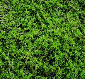 Tlustice zakřivená