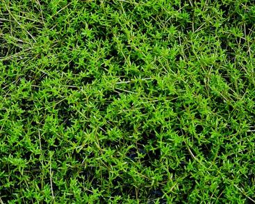 Tlustice zakřivená