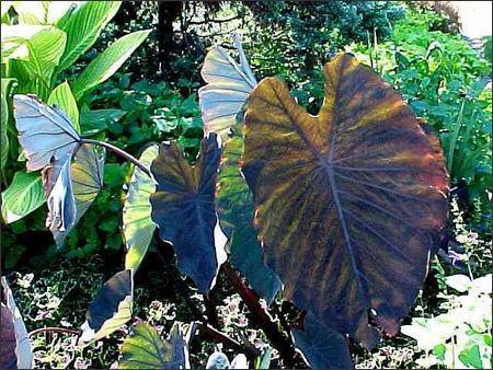 Kolokázie jedlá 'Black Magic' - Colocasia esculenta 'Black Magic'
