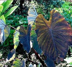 Kolokázie jedlá 'Black Magic'