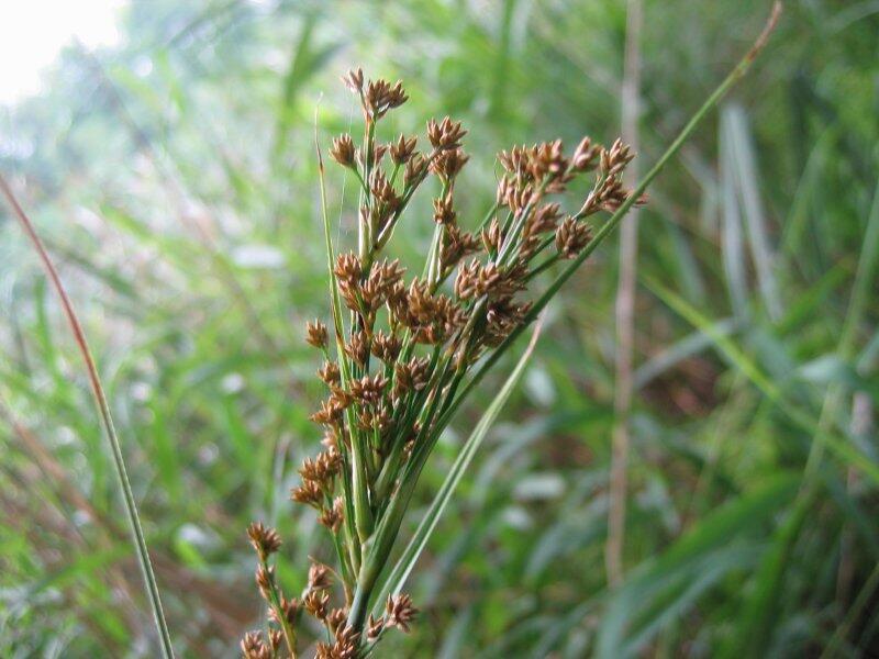 Mařice pilovitá - Cladium mariscus