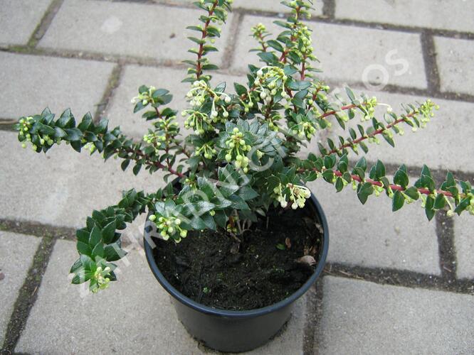 Libavka hrotitá - Gaultheria mucronata