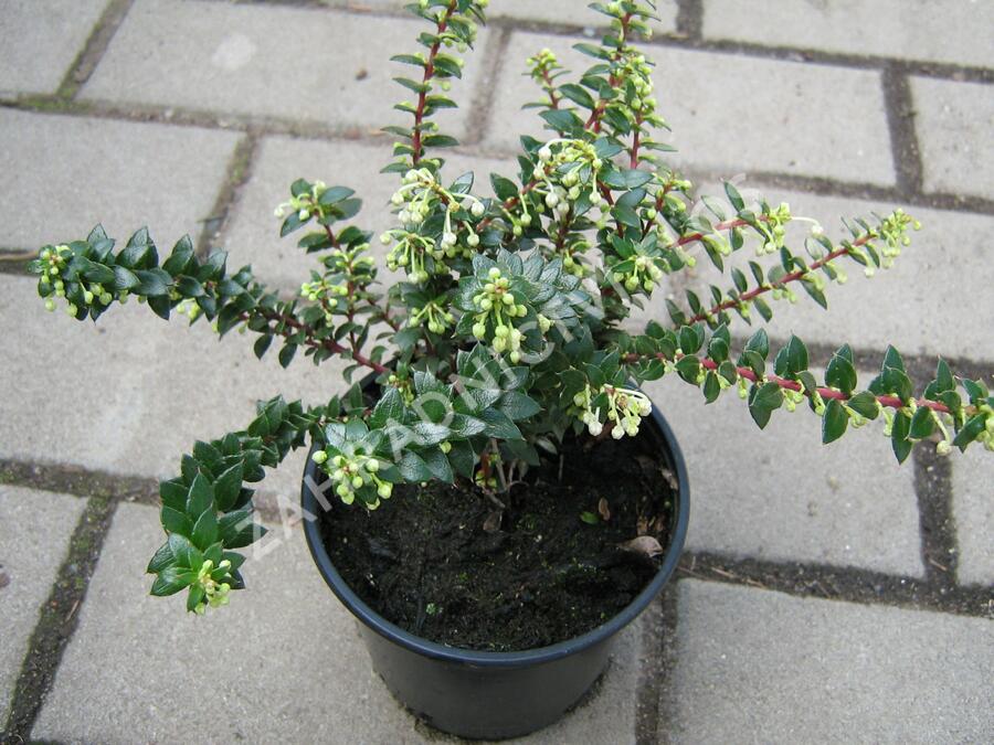 Libavka hrotitá - Gaultheria mucronata