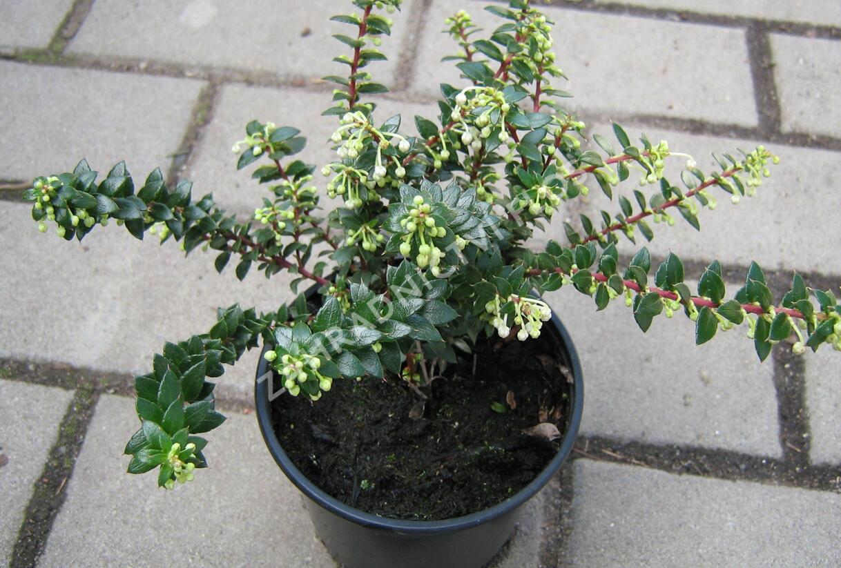 Libavka hrotitá - Gaultheria mucronata