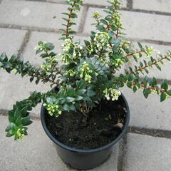 Libavka hrotitá - Gaultheria mucronata