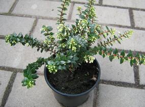 Libavka hrotitá - Gaultheria mucronata