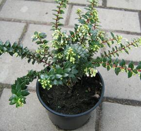 Libavka hrotitá - Gaultheria mucronata