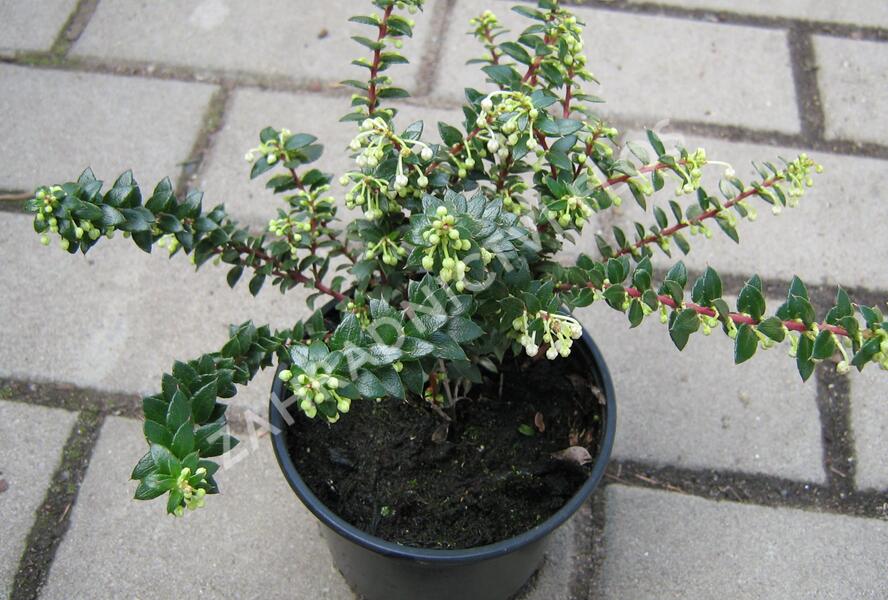 Libavka hrotitá - Gaultheria mucronata