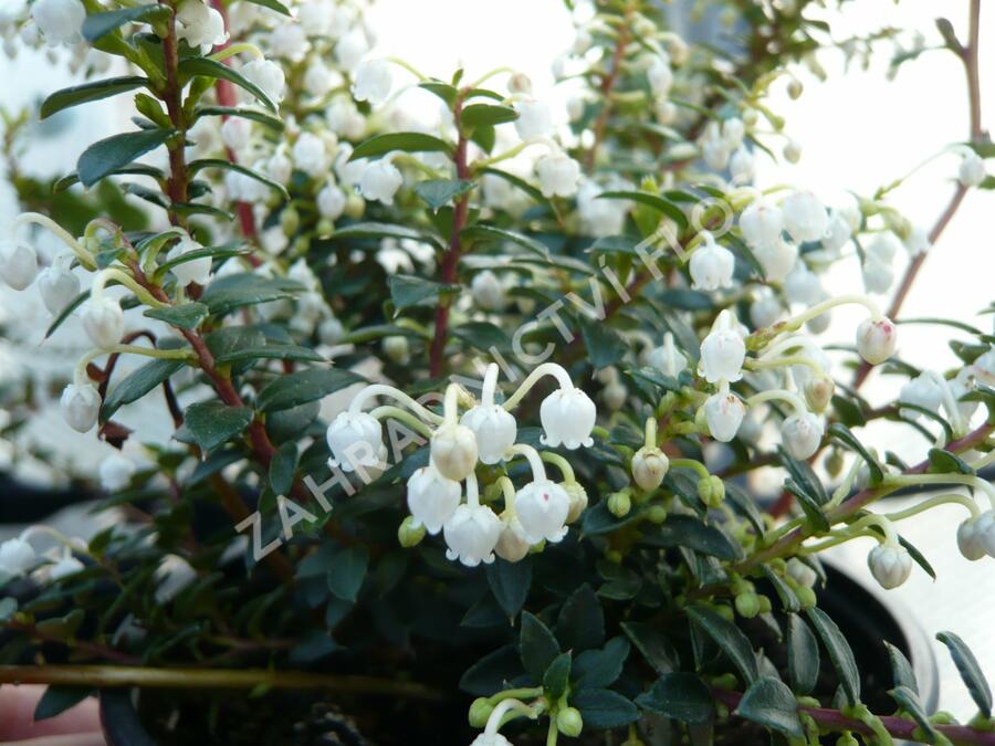 Libavka hrotitá - Gaultheria mucronata