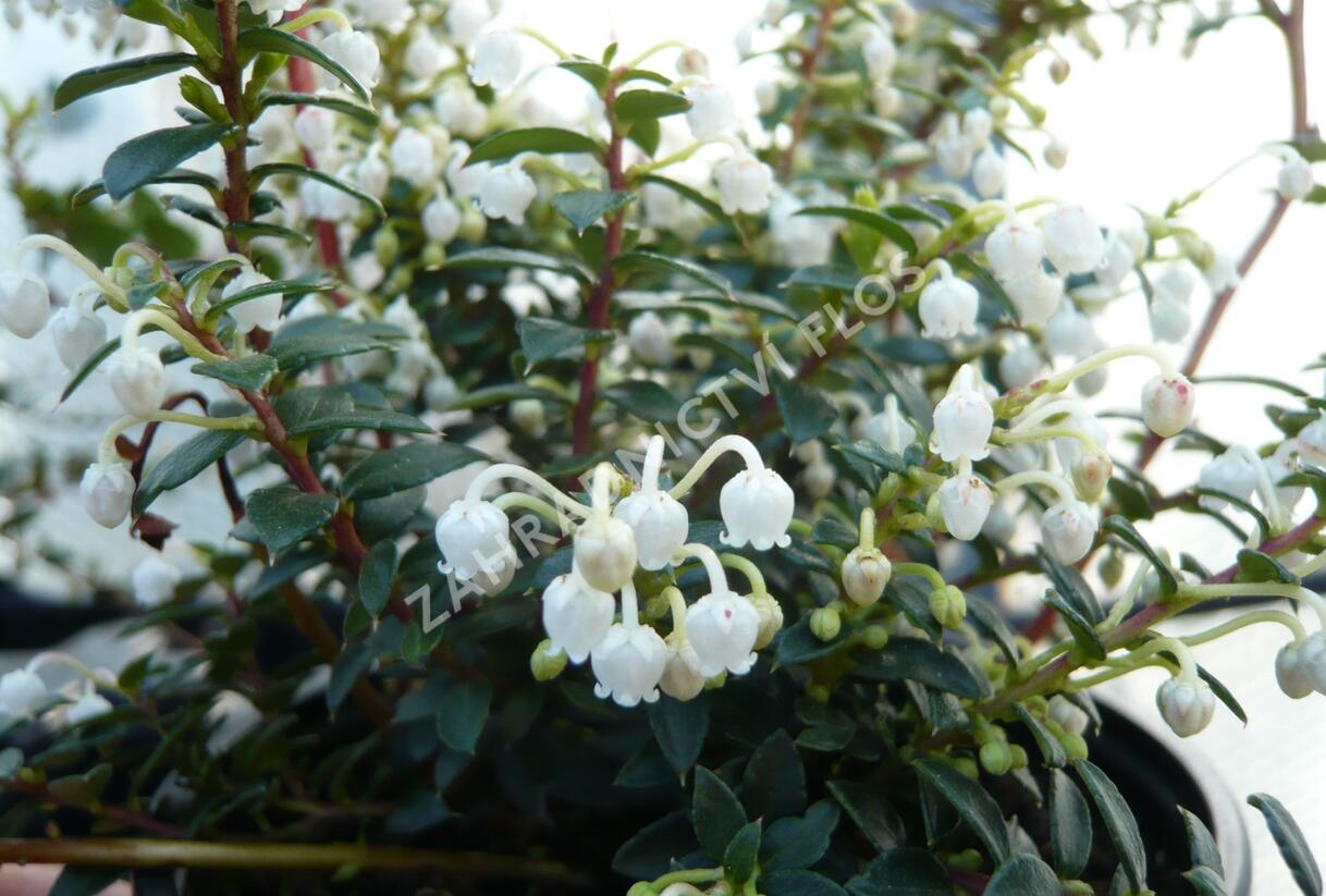 Libavka hrotitá - Gaultheria mucronata