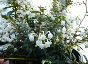 Libavka hrotitá - Gaultheria mucronata