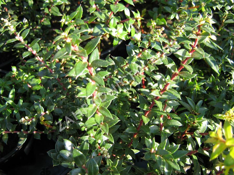 Libavka hrotitá - Gaultheria mucronata