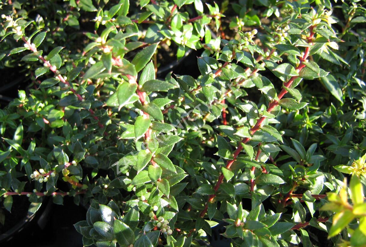 Libavka hrotitá - Gaultheria mucronata