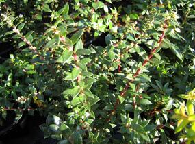 Libavka hrotitá - Gaultheria mucronata