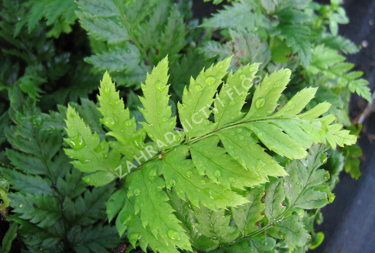 Kapradina - Polystichum rigens