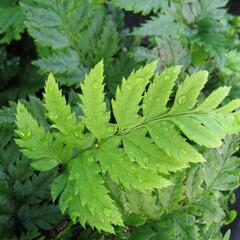 Kapradina - Polystichum rigens