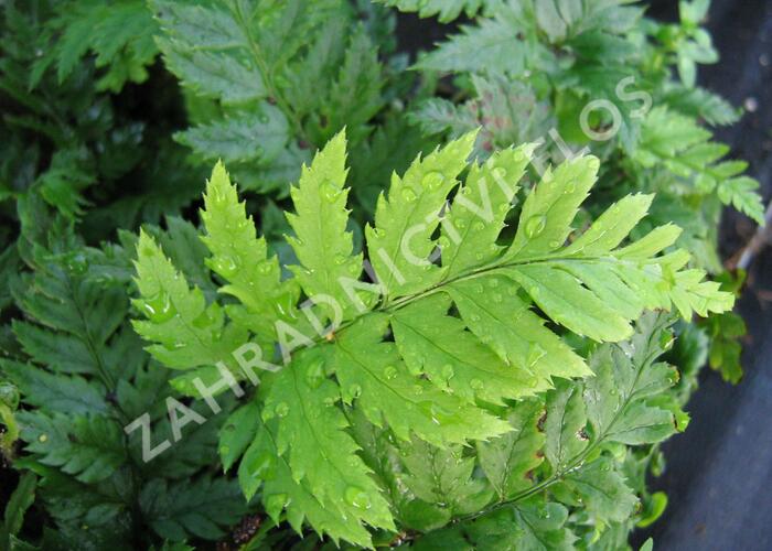 Kapradina - Polystichum rigens