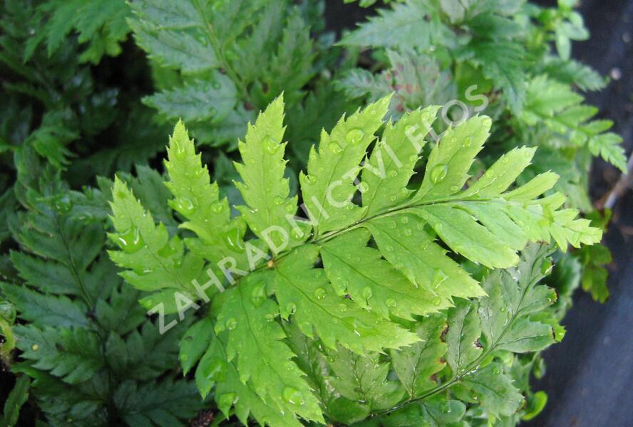 Kapradina - Polystichum rigens