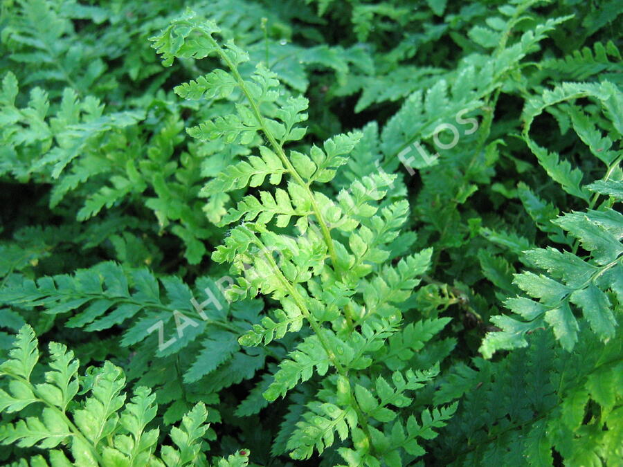 Kapradina Braunova - Polystichum braunii