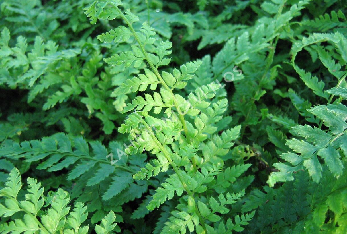Kapradina Braunova - Polystichum braunii