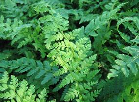 Kapradina Braunova - Polystichum braunii