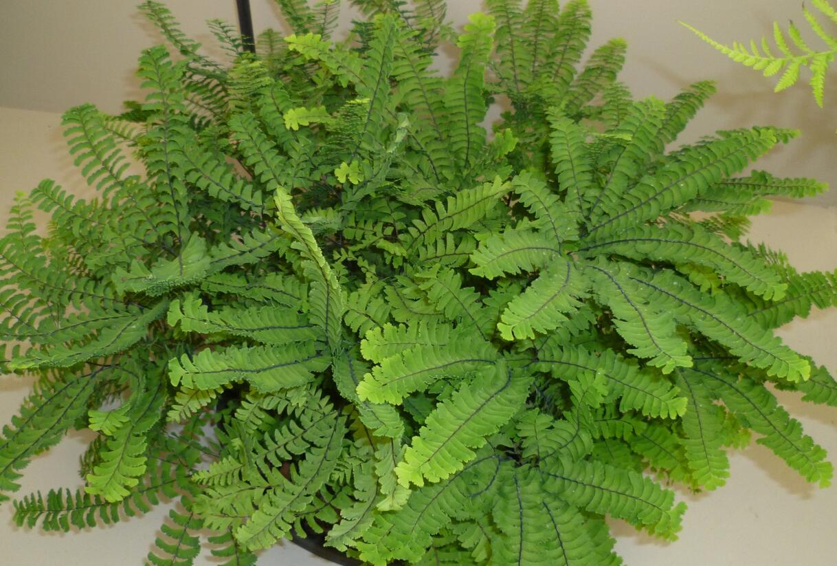 Netík znožený 'Imbricatum' - Adiantum pedatum 'Imbricatum'