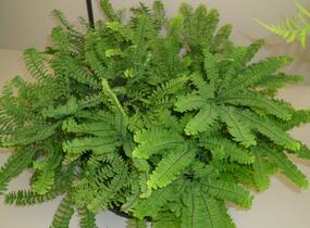 Netík znožený 'Imbricatum' - Adiantum pedatum 'Imbricatum'