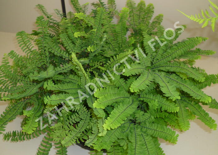 Netík znožený 'Imbricatum' - Adiantum pedatum 'Imbricatum'