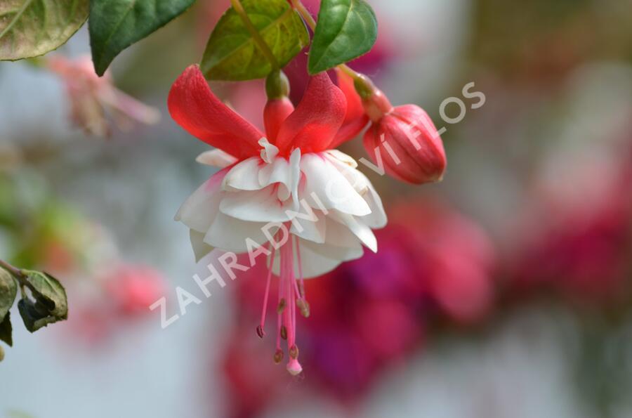 Fuchsie, čílko 'Omar Giant' - Fuchsia hybrida 'Omar Giant'