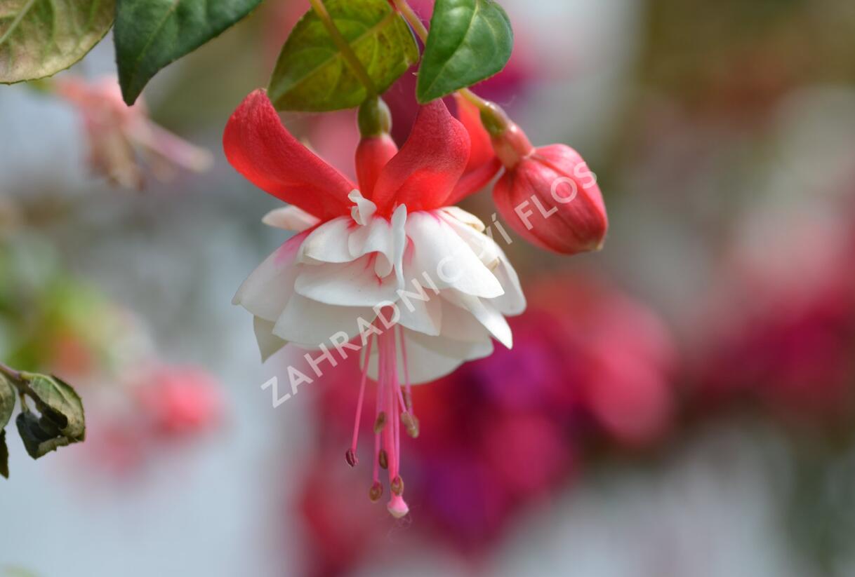 Fuchsie, čílko 'Omar Giant' - Fuchsia hybrida 'Omar Giant'