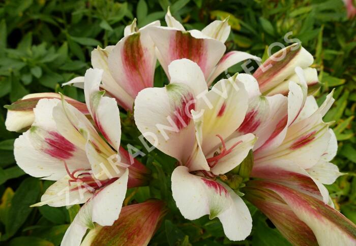 Alstromérie, boubelka 'Inticancha Creamy Dark Pink' - Alstroemeria hybrida 'Inticancha Creamy Dark Pink'