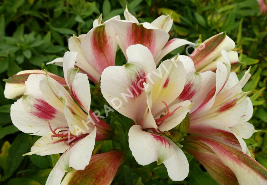 Alstromérie, boubelka 'Inticancha Creamy Dark Pink' - Alstroemeria hybrida 'Inticancha Creamy Dark Pink'