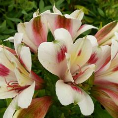 Alstromérie, boubelka 'Inticancha Creamy Dark Pink' - Alstroemeria hybrida 'Inticancha Creamy Dark Pink'