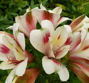 Alstromérie, boubelka 'Inticancha Creamy Dark Pink' - Alstroemeria hybrida 'Inticancha Creamy Dark Pink'