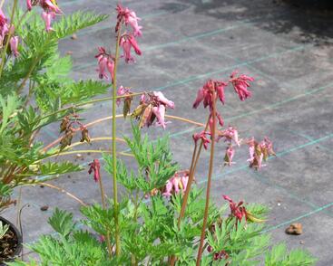 Srdcovka drobnokvětá