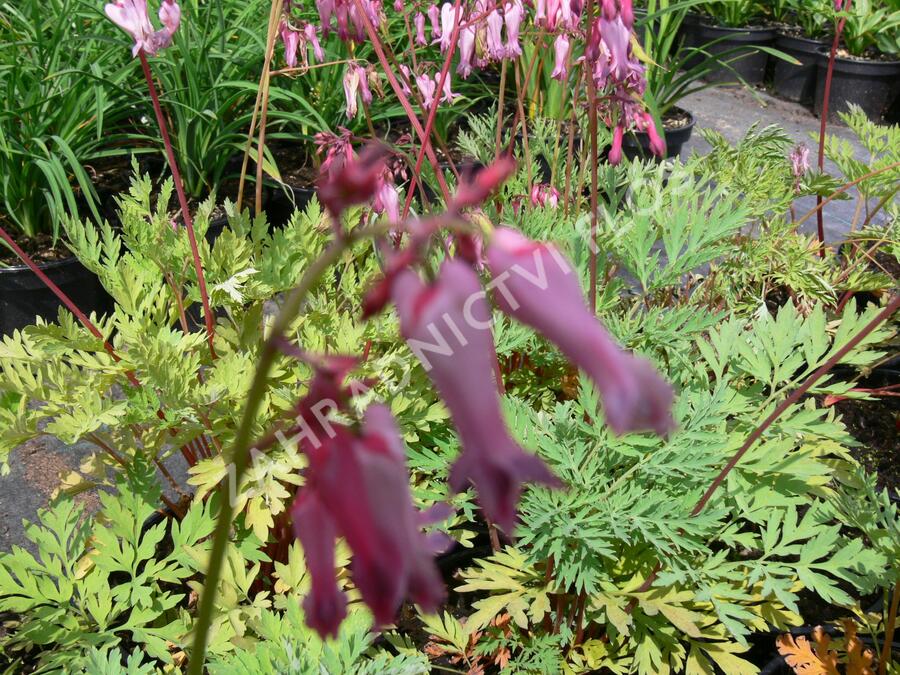 Srdcovka drobnokvětá - Dicentra eximia