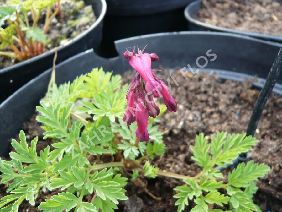 Srdcovka drobnokvětá - Dicentra eximia