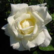 Růže velkokvětá 'Mount Shasta' - Rosa VK 'Mount Shasta'