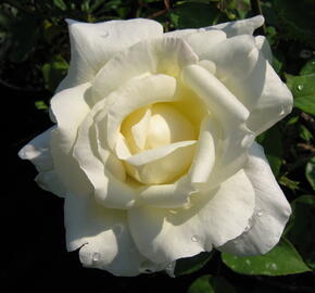 Růže velkokvětá 'Mount Shasta' - Rosa VK 'Mount Shasta'