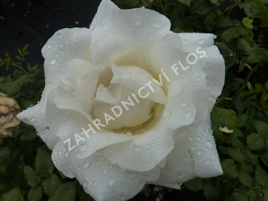 Růže velkokvětá 'Mount Shasta' - Rosa VK 'Mount Shasta'