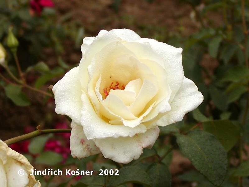 Růže velkokvětá 'Mount Shasta' - Rosa VK 'Mount Shasta'