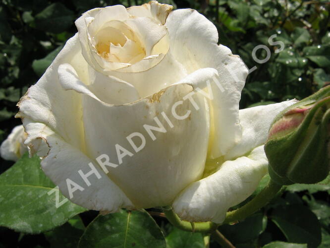 Růže velkokvětá 'Mount Shasta' - Rosa VK 'Mount Shasta'