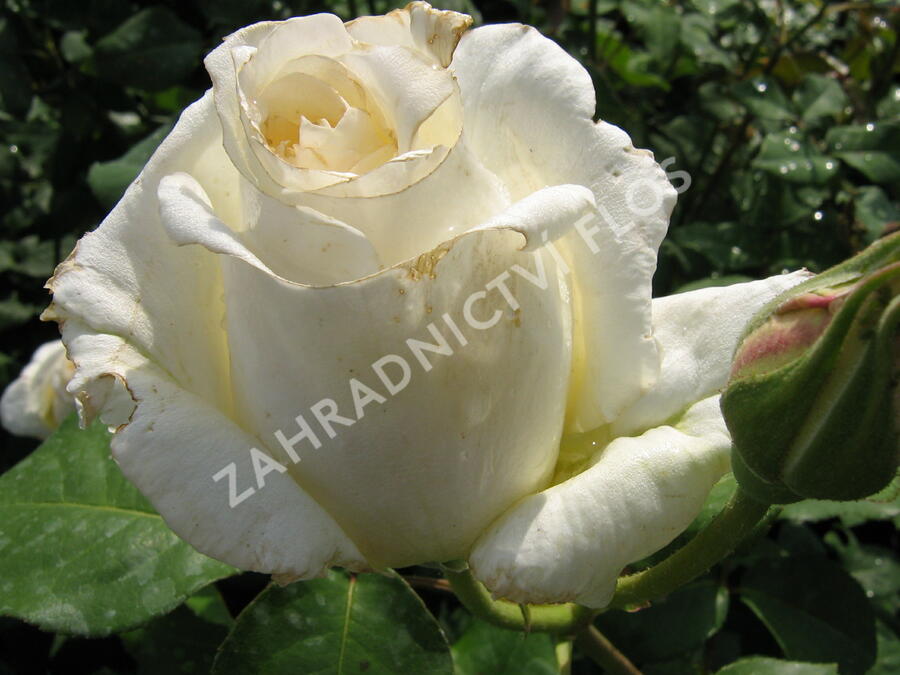 Růže velkokvětá 'Mount Shasta' - Rosa VK 'Mount Shasta'