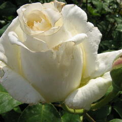 Růže velkokvětá 'Mount Shasta' - Rosa VK 'Mount Shasta'