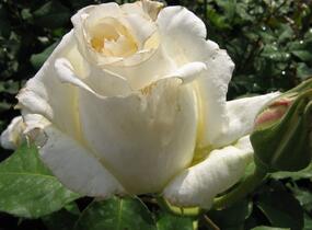 Růže velkokvětá 'Mount Shasta' - Rosa VK 'Mount Shasta'