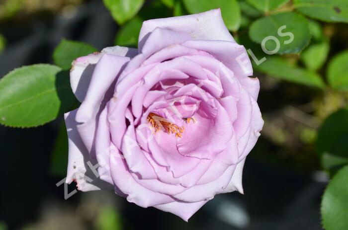 Růže velkokvětá Tantau 'Mainzer Fastnacht' - Rosa VK 'Mainzer Fastnacht'