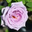 Růže velkokvětá Tantau 'Mainzer Fastnacht' - Rosa VK 'Mainzer Fastnacht'