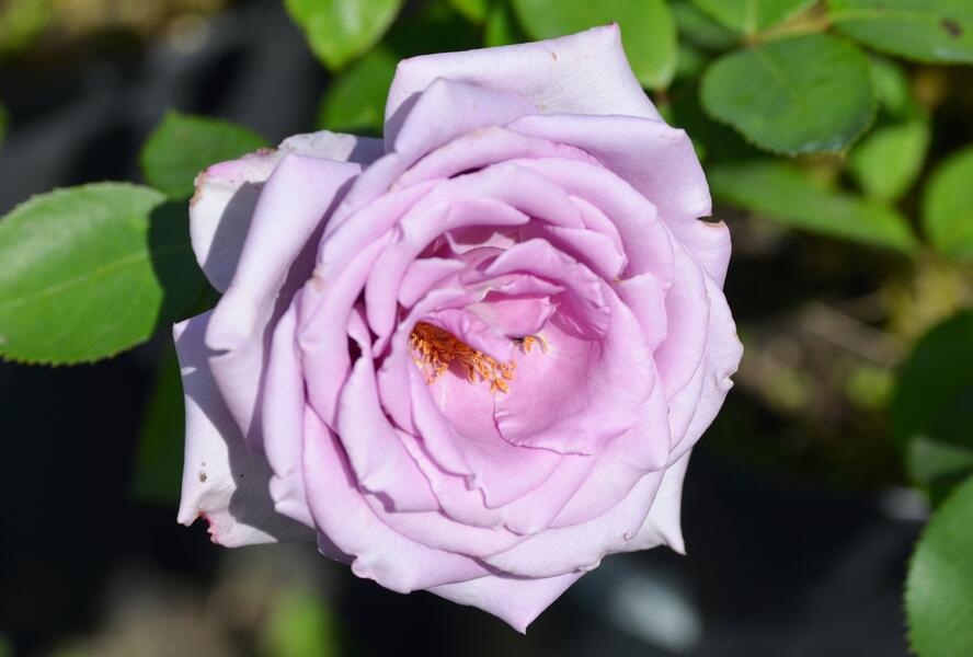 Růže velkokvětá Tantau 'Mainzer Fastnacht' - Rosa VK 'Mainzer Fastnacht'