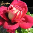 Růže velkokvětá 'Kronenbourg' - Rosa VK 'Kronenbourg'