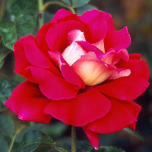 Růže velkokvětá 'Kronenbourg' - Rosa VK 'Kronenbourg'